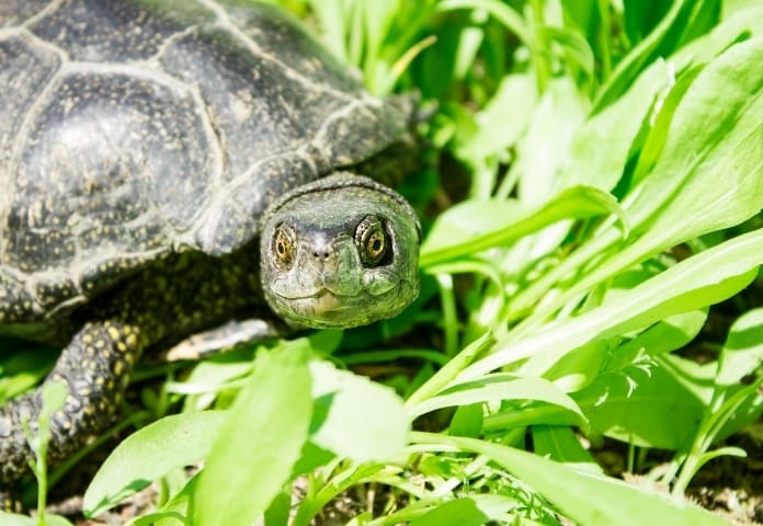 50 Funny and Punny Turtle Names That Will Make You Laugh!