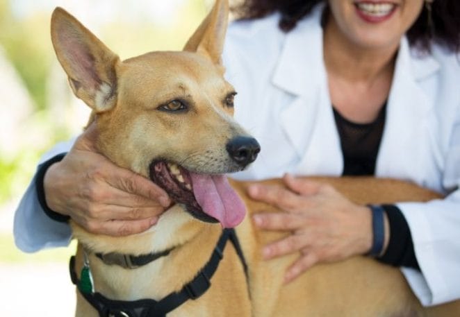 Future for dog daycare services