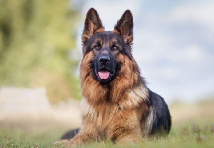 German Shepherd