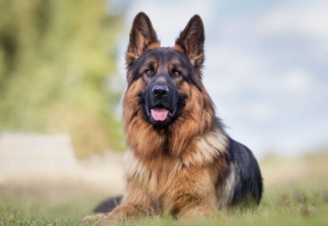 German Shepherd