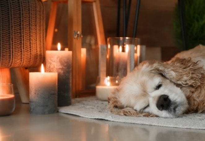 Honor your Dog by Lighting Candles