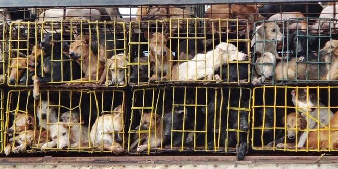How Dog Meat Trade Started in South Korea