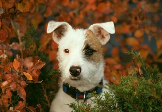 Jack Russell Terrier