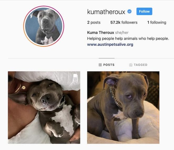 Kuma's instagram page