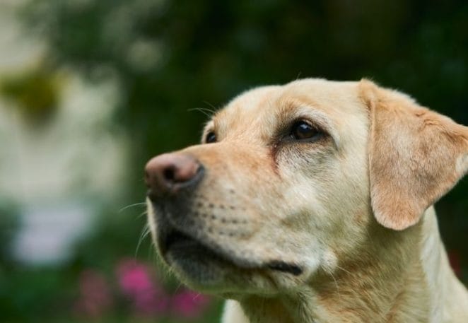 Labrador Retriever