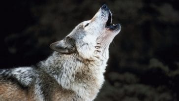 List of 50+ Names That Mean 'Wolf' - From Different Languages