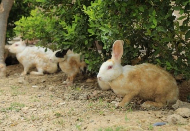 Male Kannada Rabbit Names