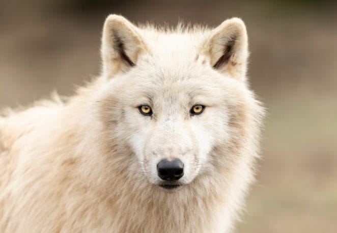 Male White Wolf Names
