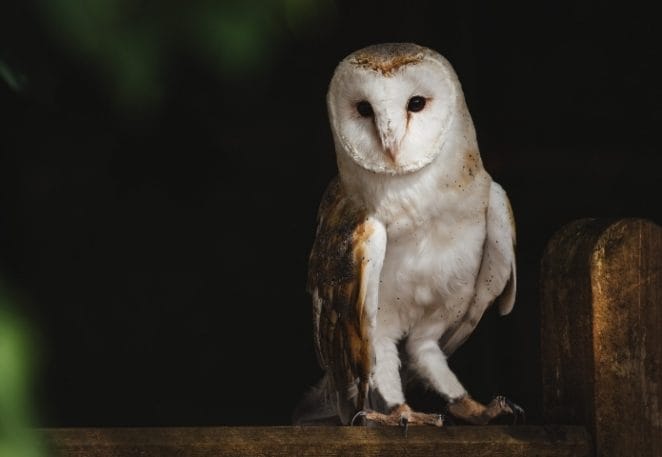 Origins of Scientific Names for Owls
