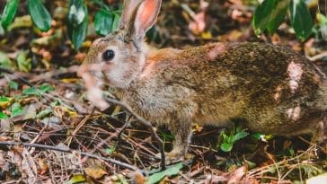 Over 120 Kannada Rabbit Names - Rabbit Names in Kannada