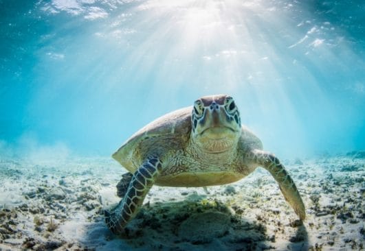 50 Funny and Punny Turtle Names That Will Make You Laugh!