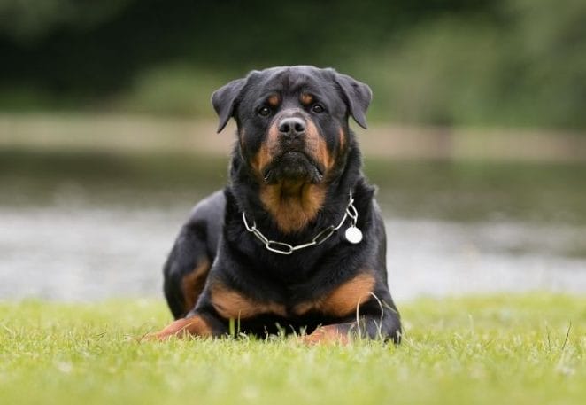 Rottweiler