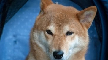 The Best 60+ Naruto-Inspired Dog Names For Your New Puppy