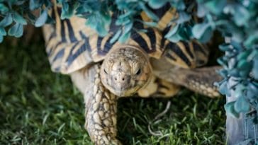 Top 130+ Indian Tortoise Names with Their Meanings