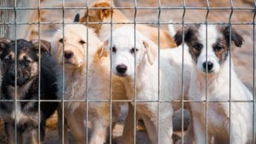 Top Dog Breeds Found in Puppy Mills
