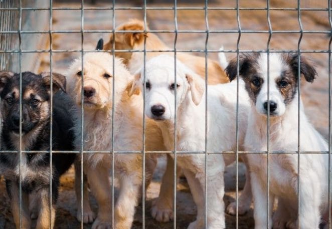 Top Dog Breeds Found in Puppy Mills