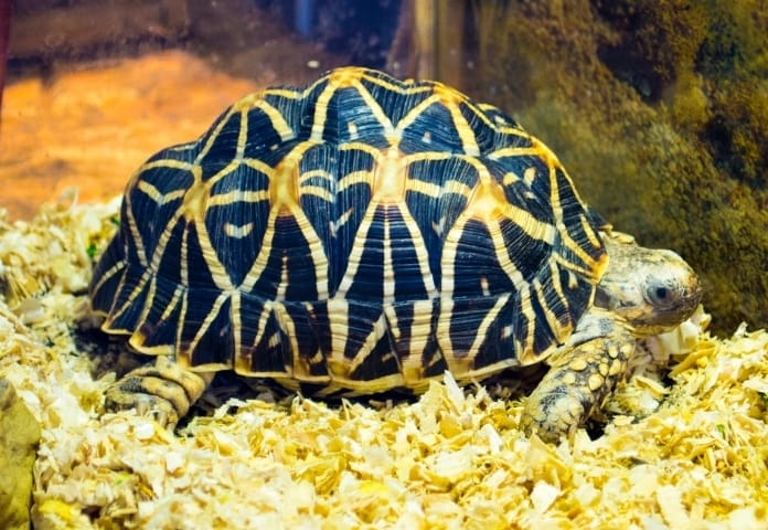 Top 130+ Indian Tortoise Names with Their Meanings