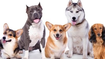 Trupanion Releases Most Popular Dog Names and Breeds for 2021