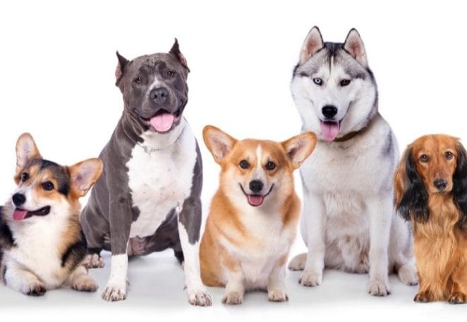 Trupanion Releases Most Popular Dog Names and Breeds for 2021