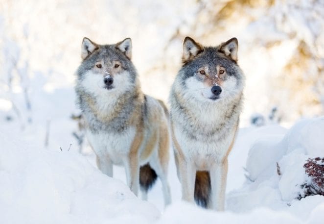 Unisex Names that mean 'Wolf'