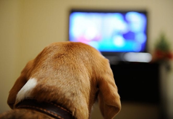 Watch a Dog-Themed Movie (Sunday)