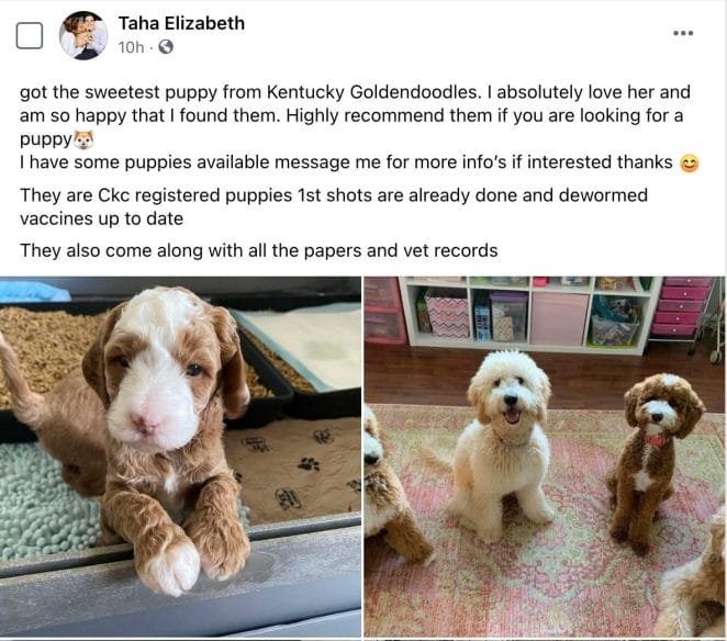 What Facebook puppy scam post may look like