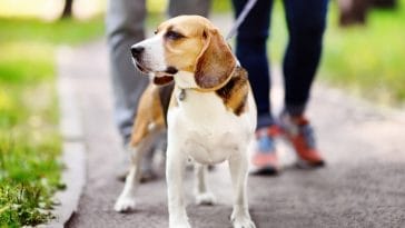 World's Largest Pet Walk 2021 - Annual Celebration for the Love of Pets