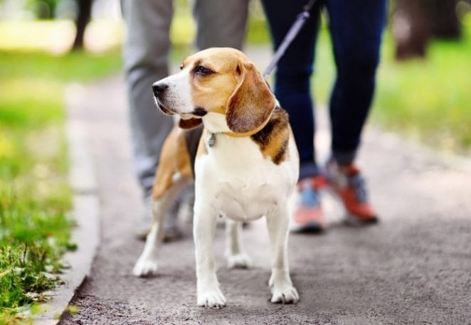 World's Largest Pet Walk 2021 - Annual Celebration for the Love of Pets