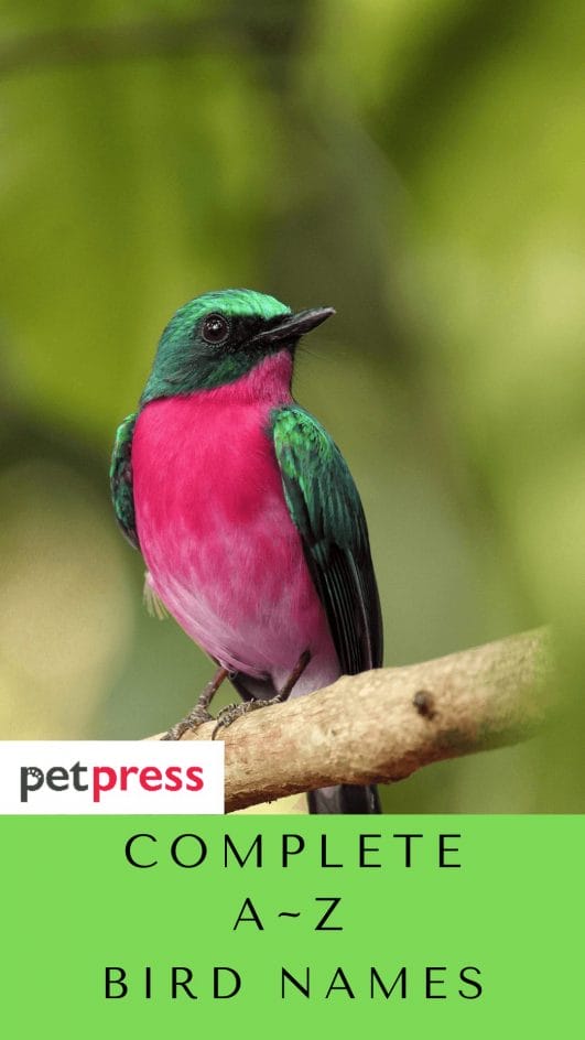 complete-list-of-bird-names-starting-with-a-to-z