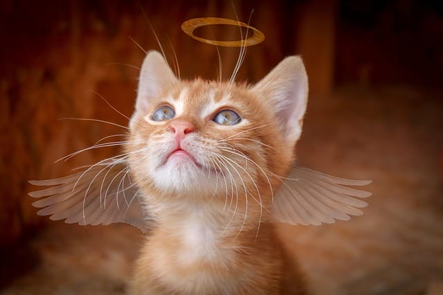 angelic-female-cat-names