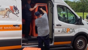 ASPCA assists evacuating affect dogs of Hurricane Ida