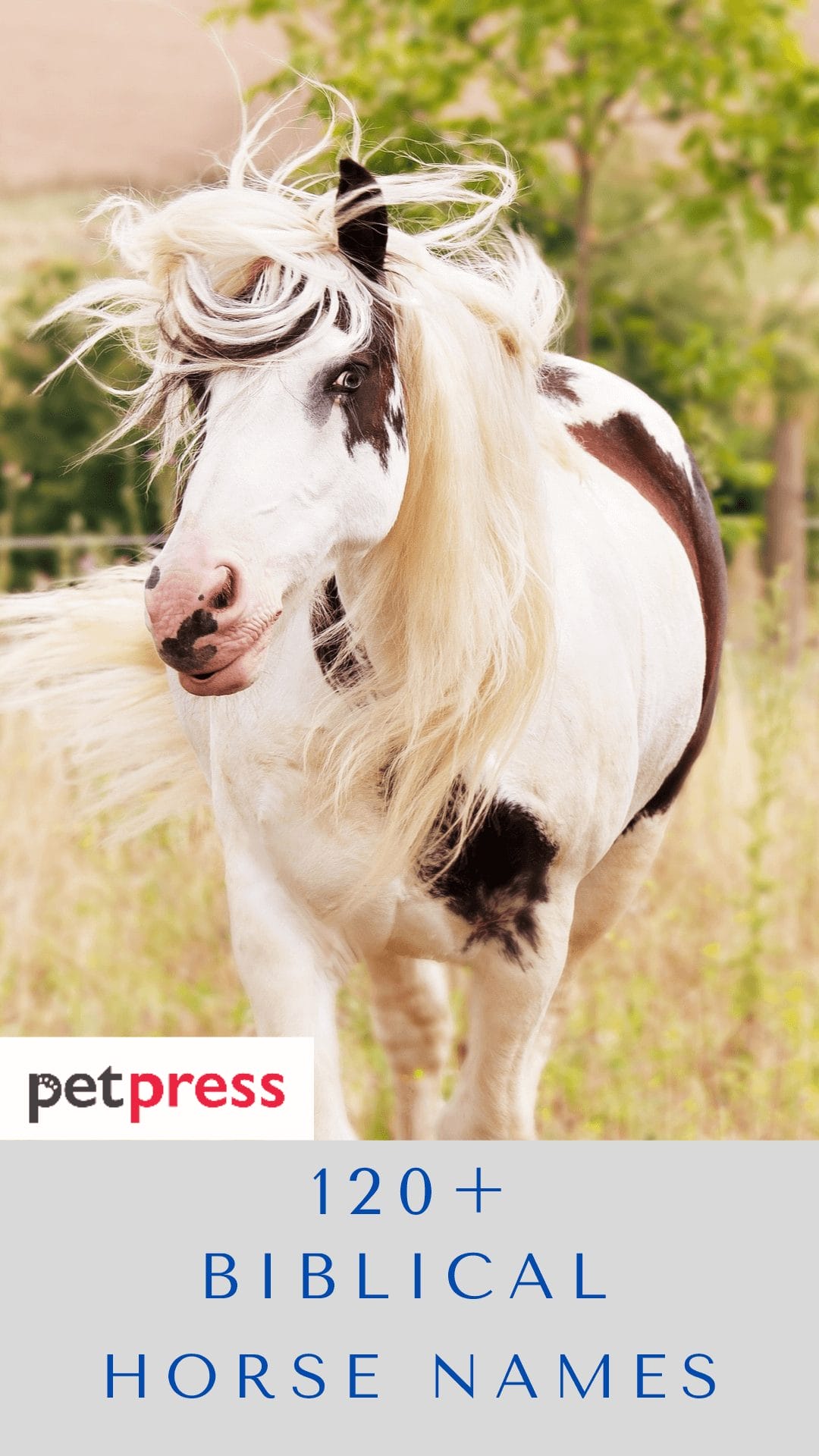 120 Best Biblical Inspired Horse Names With Meanings