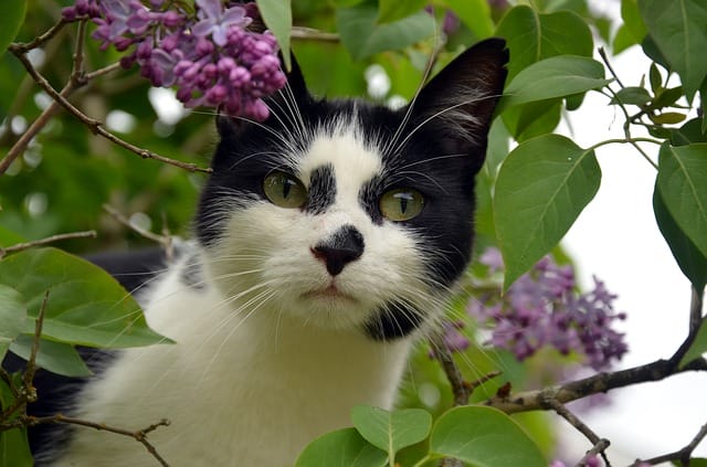 black-and-white-cat-names