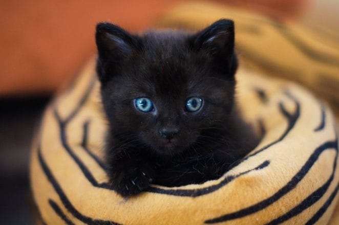 black-unisex-cat-names