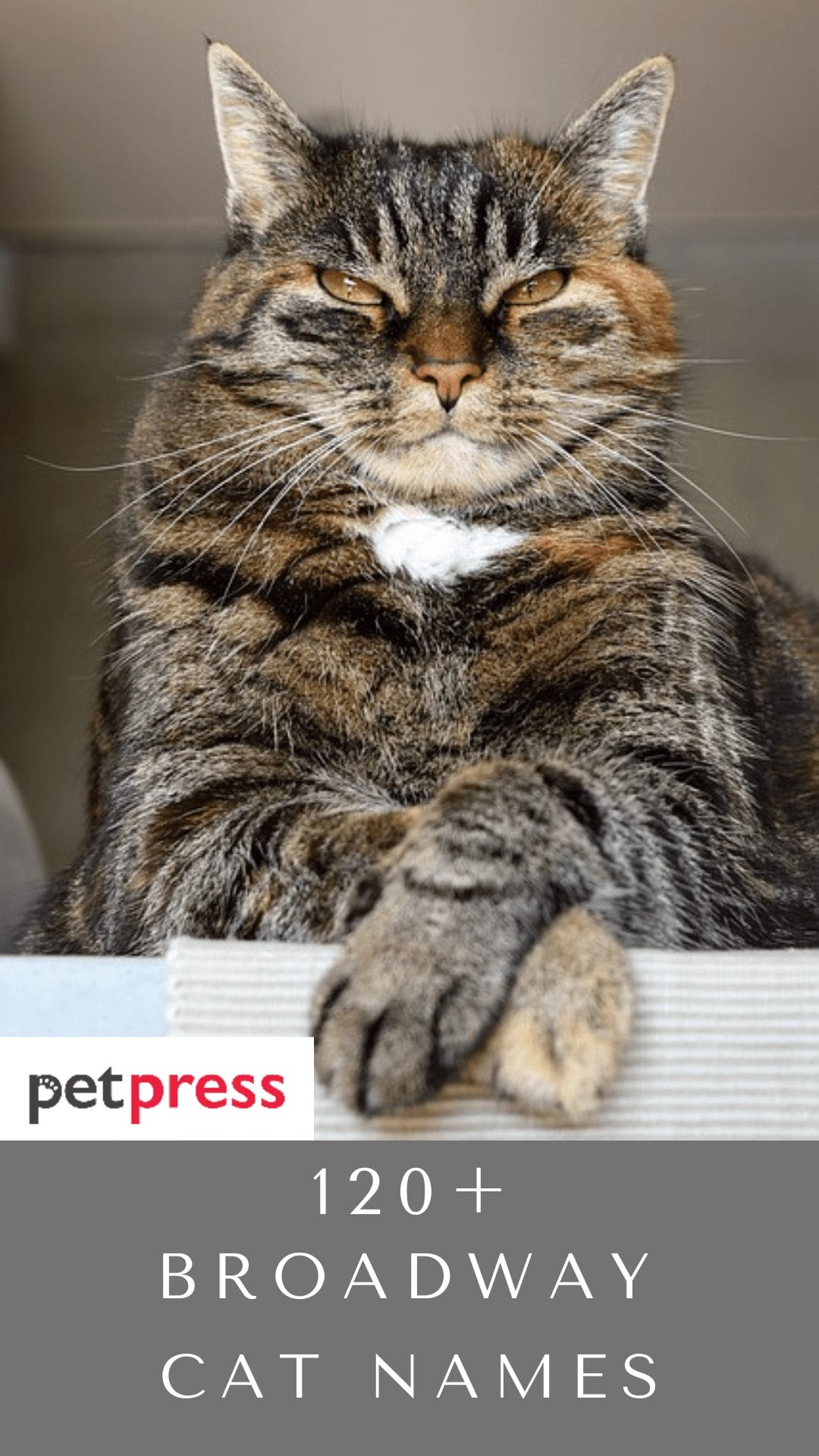 broadway-cat-names