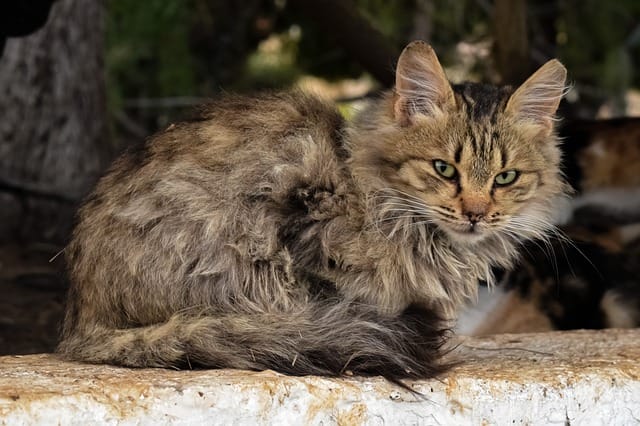 brown-cat-names