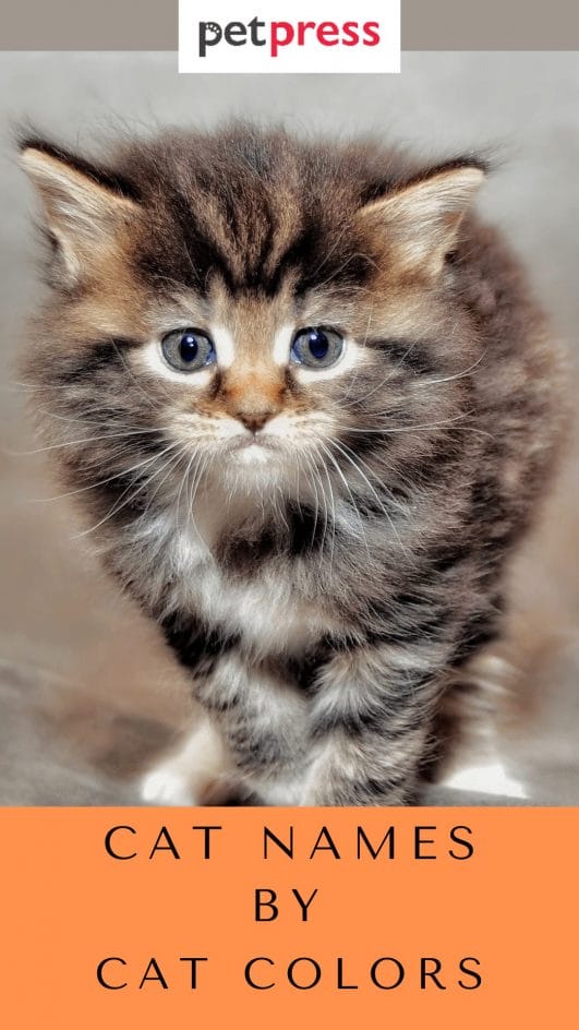 Best 120 Cat Names By Cat Colors For Your Cute Feline Friend 2453