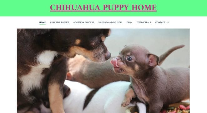 chihuahua-puppy-01