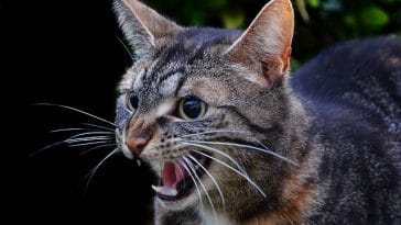 clan-warrior-cat-names