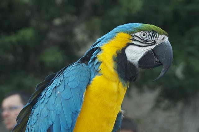 color-lovebird-names