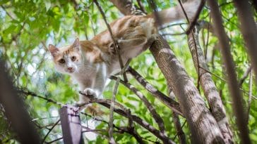 cool-ninja-cat-names