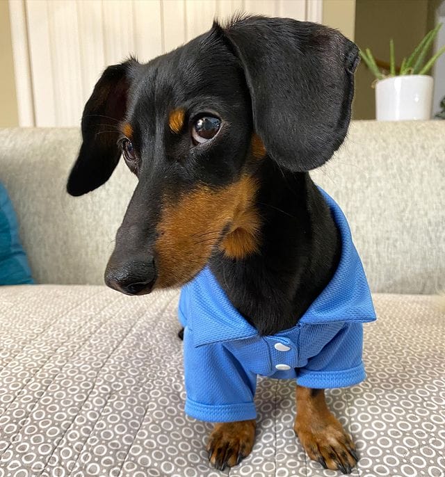 crusoe-the-dachshund