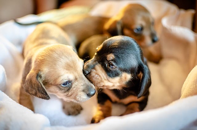 dachshund-puppy-mills