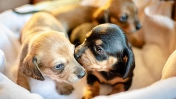 dachshund-puppy-mills