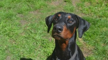 doberman-puppy