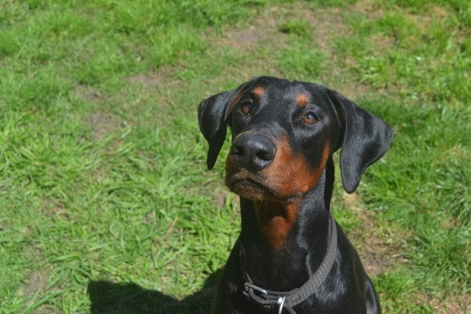 doberman-puppy