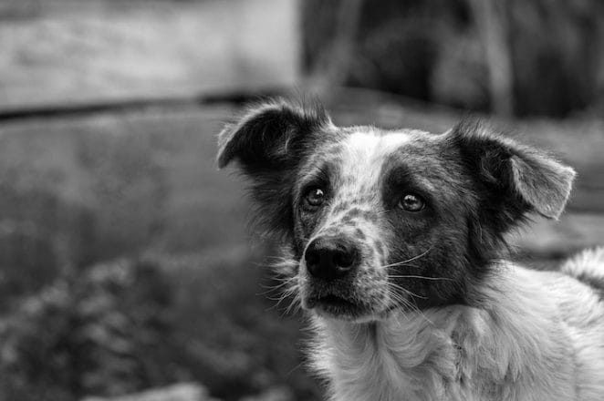 dog meat trade in South Korea