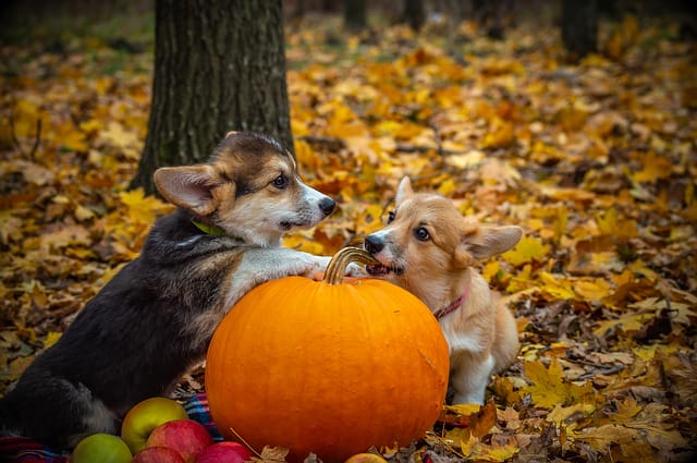 dogs-eats-pumpkin