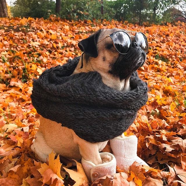 doug-the-pug