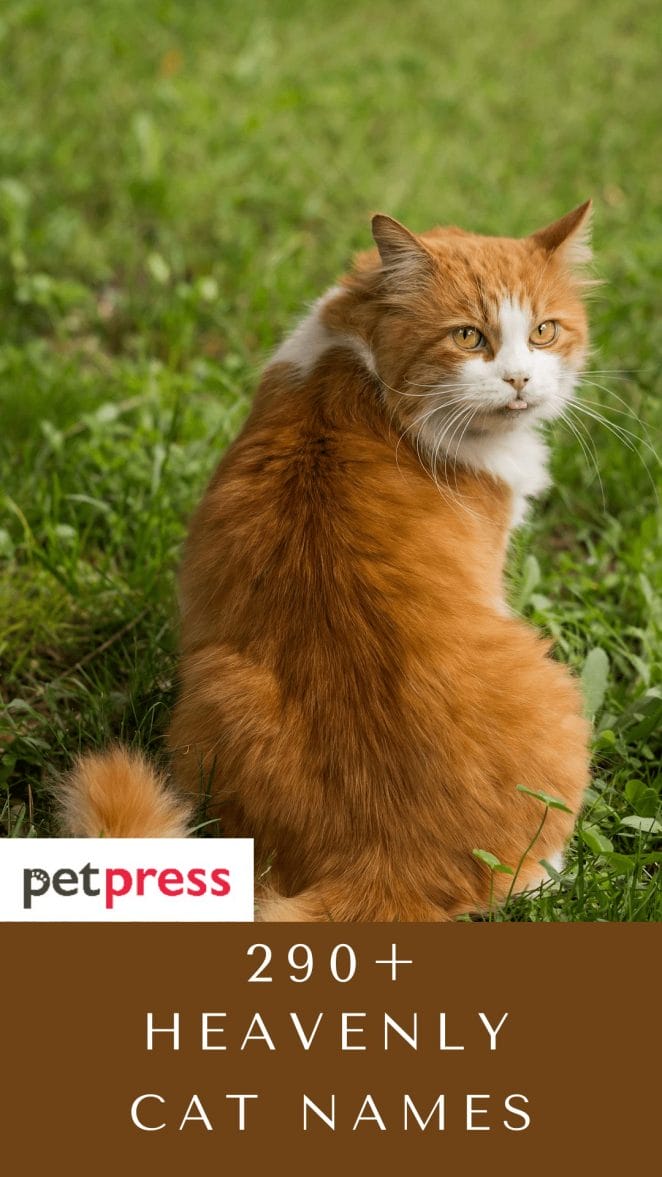 290 Earthy Cat Names For You Cute Feline Friend 290 Earthy Cat Names For You Cute Feline Friend